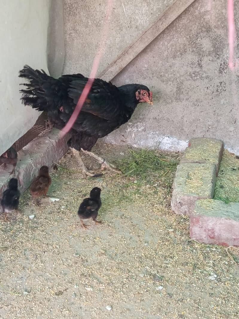 Miawali/Thai/cheeni 5