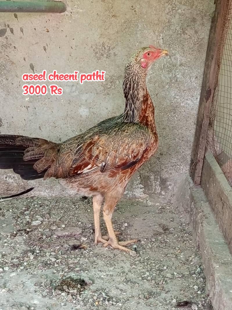 Miawali/Thai/cheeni 6