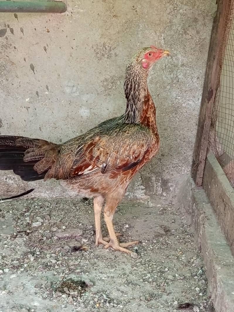 Miawali/Thai/cheeni 7