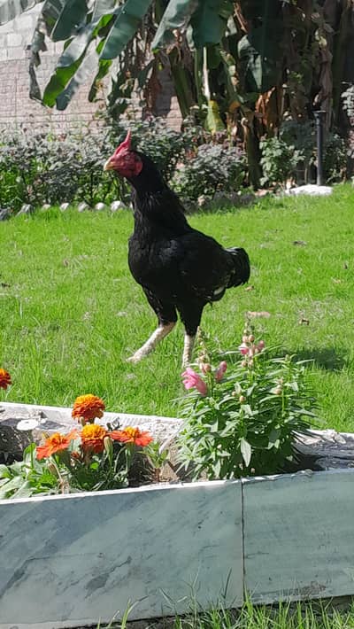 Mushka lasani breeder