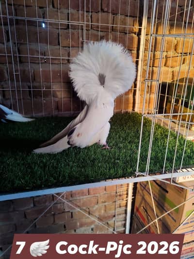 Fancy pigeons Jacobin Naqab posh