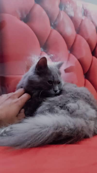 Grey Colored Persian Male Cat