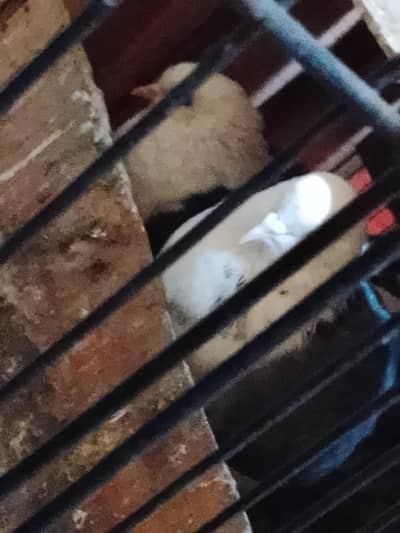 Fancy and Lucky peagon