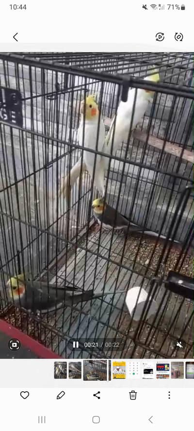 King size home breader pairs