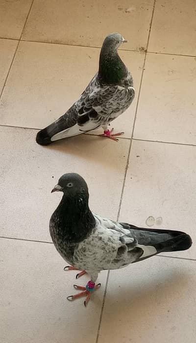 High Flyer Pair For Sale