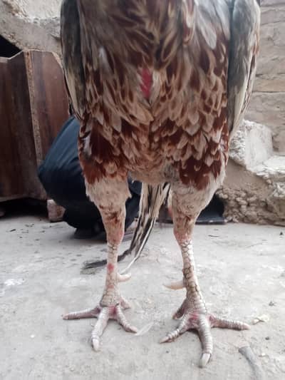 Aseel murgha 4k full and final 3k 3.5k lagany Waly zehmat na karain