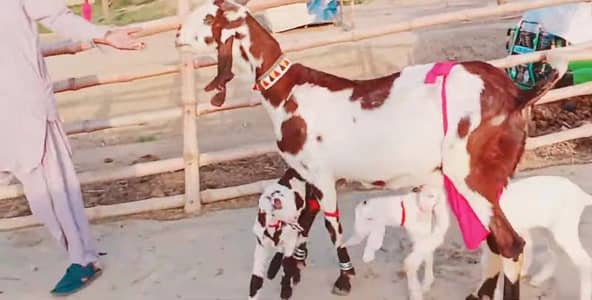 3 Bacchon Ka Sath Desi Bakri For Sale/ +03225280183