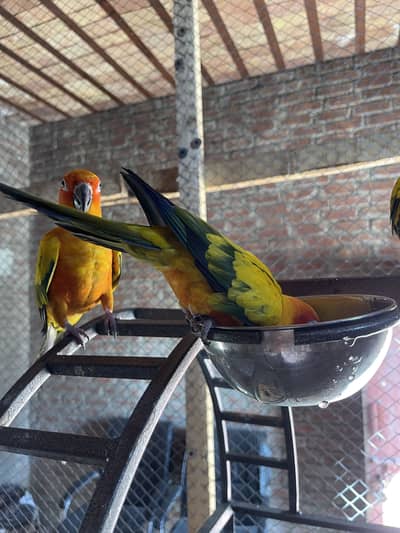 sunconure healthy active tammed fly tamed