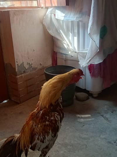 aseel murg for sale