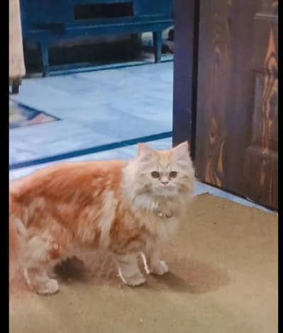 Persian cat female 9month age tripal coat