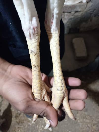 pure white shamo female