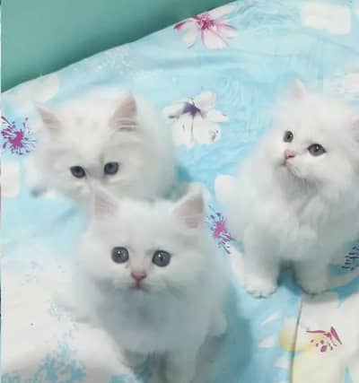 Persian female kitten for sale My WhatsApp number 03 25 022 67 56