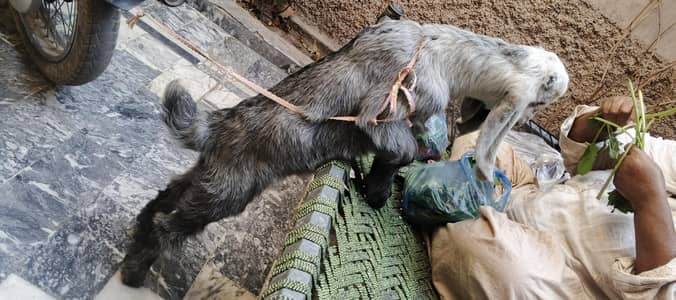 nachi bread  bhut achi bread h bhut piyara colar h