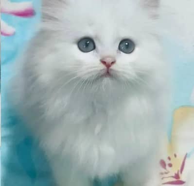 Persian female kitten for sale My WhatsApp number 03 25 022 67 56