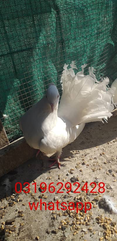 American lacka  2 pair