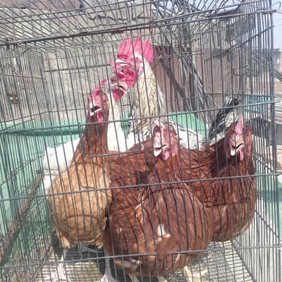 Golden misri Hen || Desi Hen || Lohman Brown Hen ||