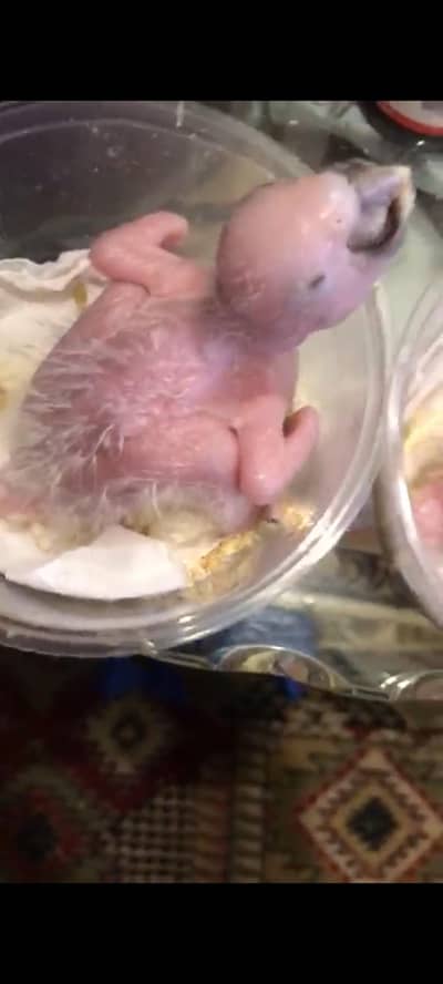 3 Bule Gold Macaw Chick Available For Sale.