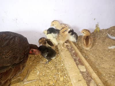 heera pear available