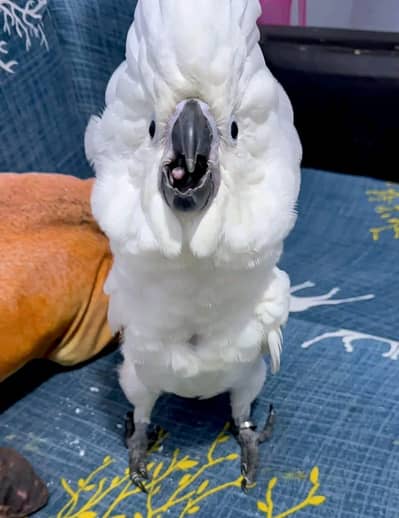 umbrella cacato chicks healthy actives 03131621988