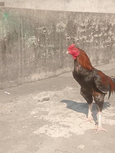 Mianwali Aseel quality breeder