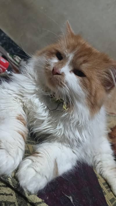 Persian kittens and cat