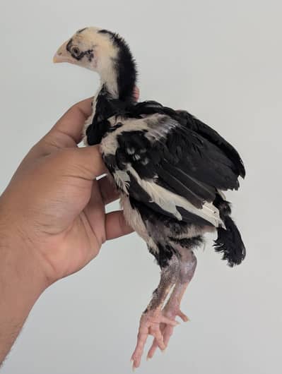 Black permooz Aseel chick full long height