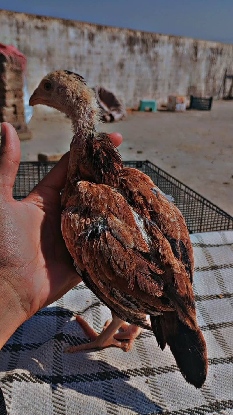 aseel chicks 5