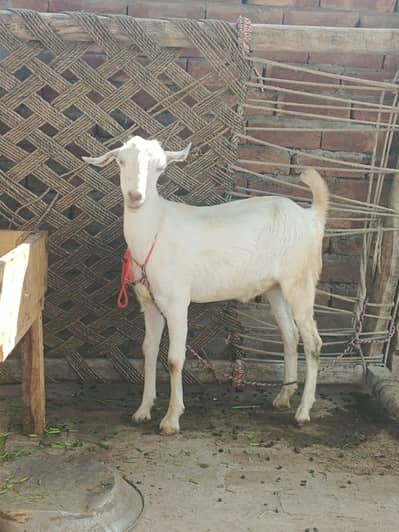 Burberry Bakri | Teddy Gulabi Cross | Teddy Bakri | بکری | Goats