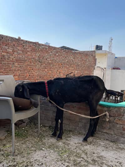 2 Female Beetal Goats with 2 Babies for Sale