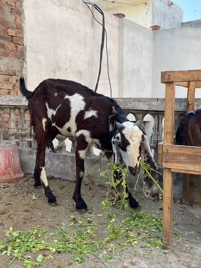 Female Beetal Goat for Sale