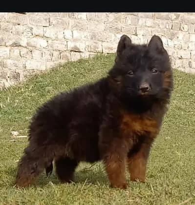 German long coatmales for sale available