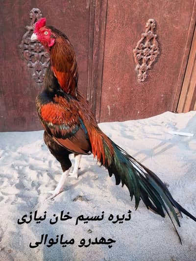 Original Mianwali Aseel