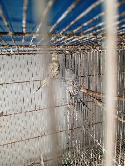 hogoromo double flower pair