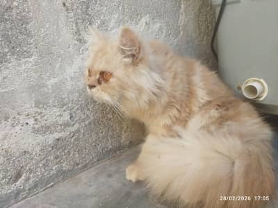 1 year cat sell name lilly