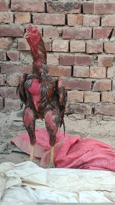 Aseel bht achi chez hy