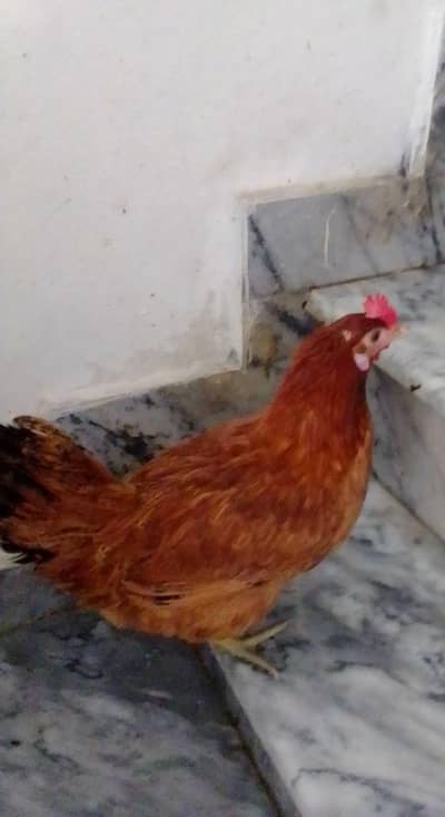 Golden Misri Murgi  | Egg Laying Hen | Desi Hens