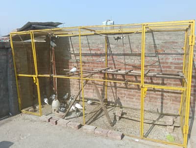 pigeon cage