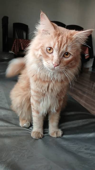 Pure Persian Ginger Cat for urgent sale