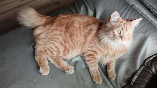 Pure Persian Ginger Cat for urgent sale