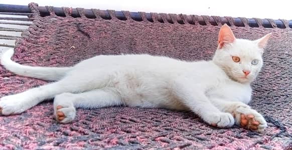 Persian cat white colour double eyes yellow and blue