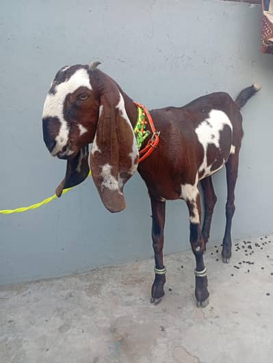 Desi Bakri Nagra Amberseri  For Sale 03426711487