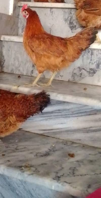 Golden Misri Murgi | Egg Laying Hen | Desi Hens