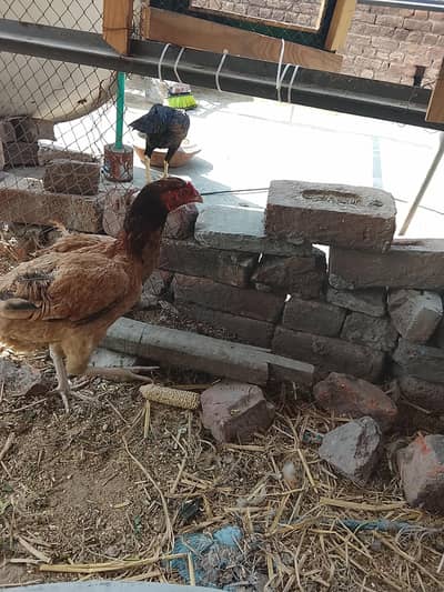 Healthy and active murgi egg dati ha