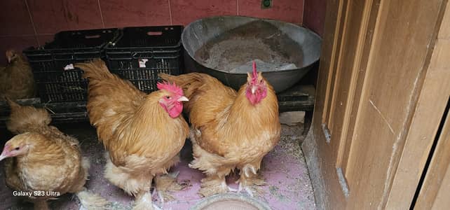 3 male Golden Buff for sale