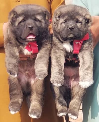 bakharwal dog | bakharwal puppies | bakharwal for sale
