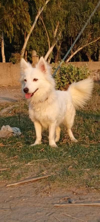 Russian puppy female 7 months for sale
