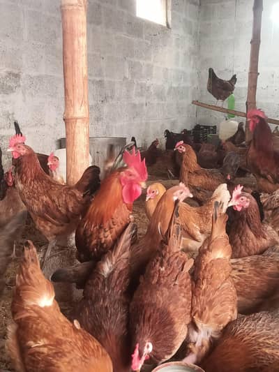 golden Misri female for sale  egg laying  70%