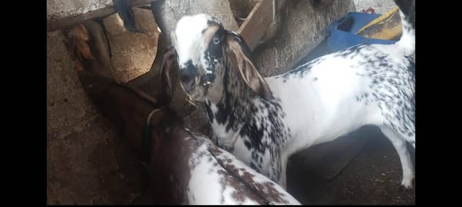 path white eyes me achy colour