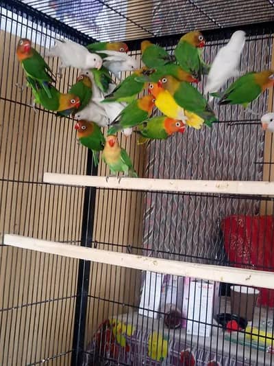 150/PC Green Blue Fisher Color Lovebirds Pathay -