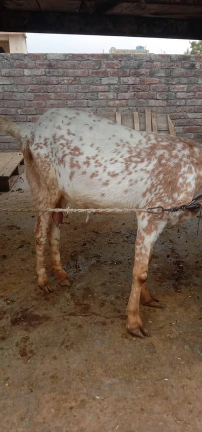 makkhi chini bakri aur Kali dabbi barki for sale